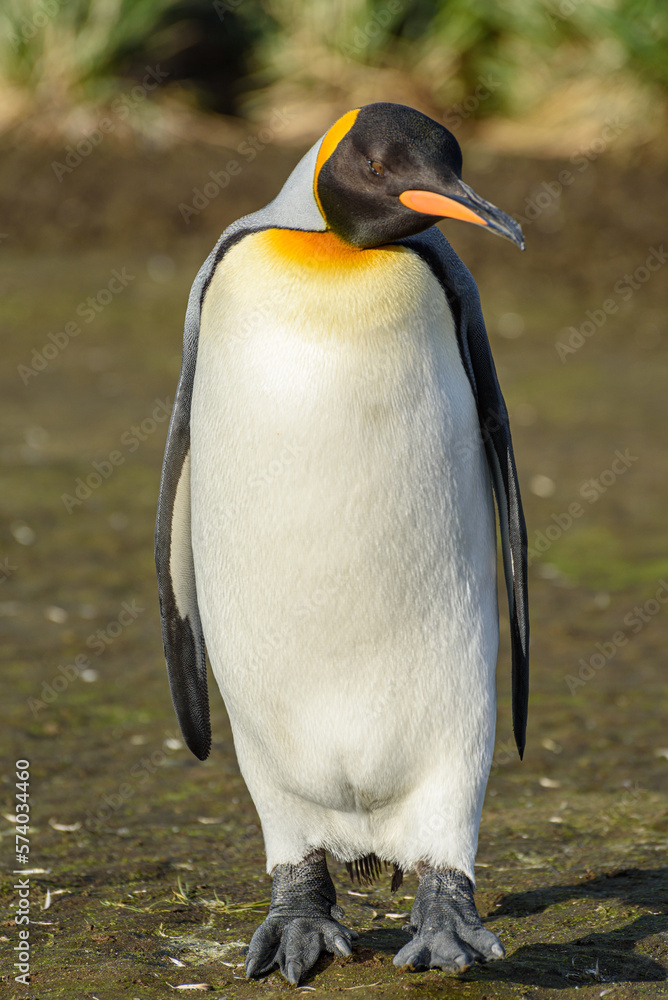 Fototapeta premium Wildlife