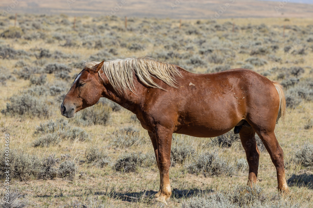 Fototapeta premium Beautiful Wild Horse in Autumn in the Wyoming Desert