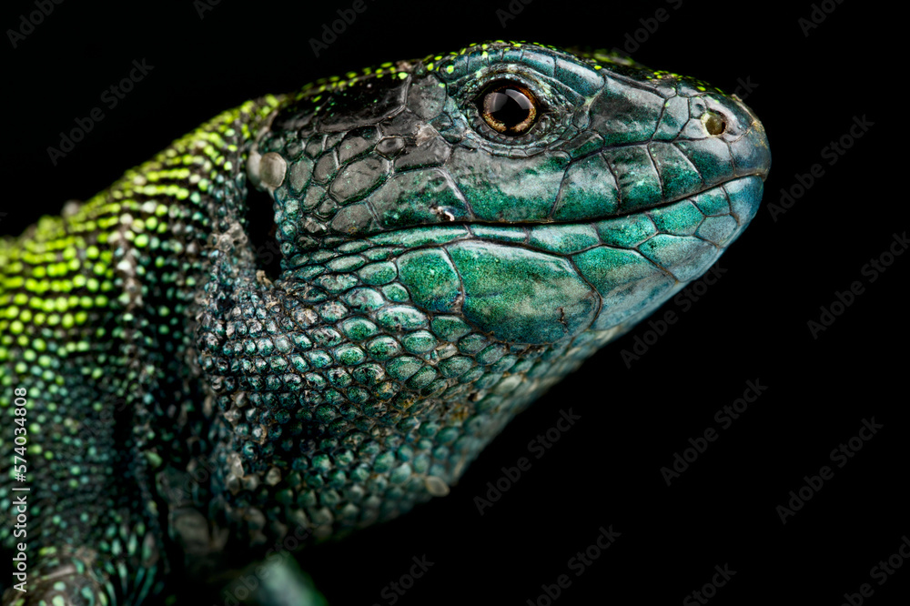 Black Headed sand lizard (Lacerta agilis exigua)