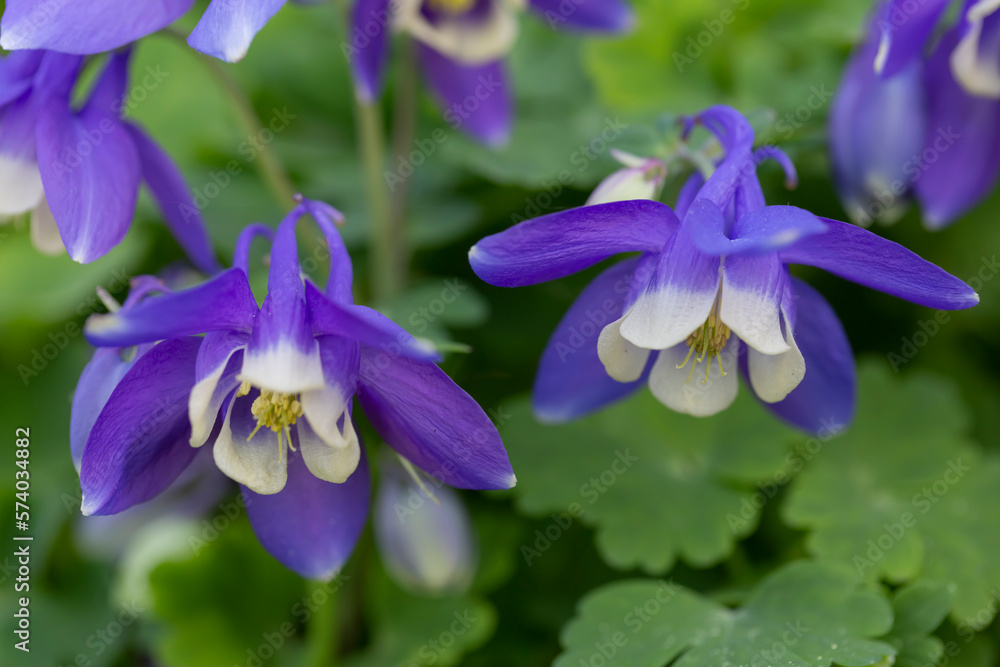Blue aquilegia blooming in the garden. Perennials, landscape design, floriculture. Blue aquilegia blooming in the garden. Perennials, landscape design, floriculture.