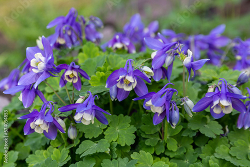 Fototapeta Naklejka Na Ścianę i Meble -  Blue aquilegia blooming in the garden. Perennials, landscape design, floriculture.