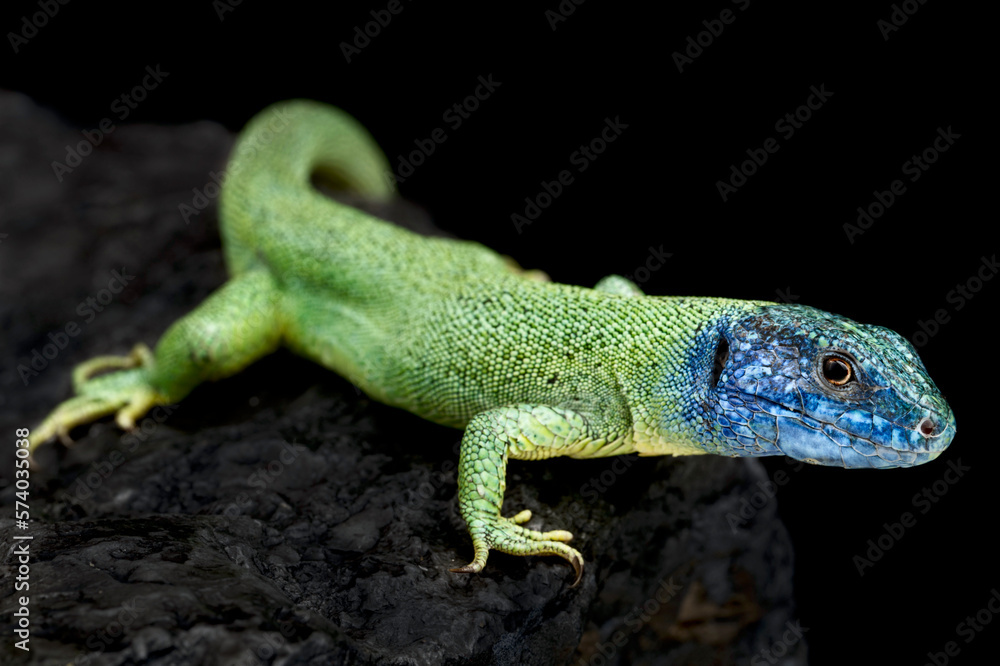 Fototapeta premium European green lizard (Lacerta viridis)