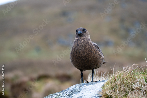 Great skua