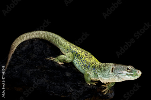 Iberian Ocellated lizard (Timon lepidus ibericus) photo