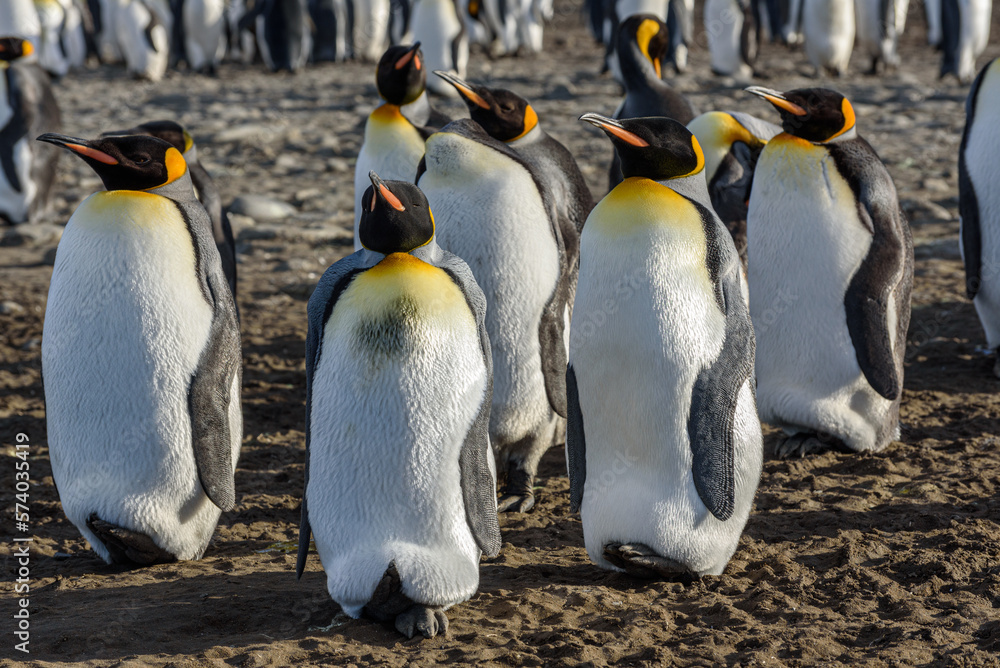 Fototapeta premium Wildlife