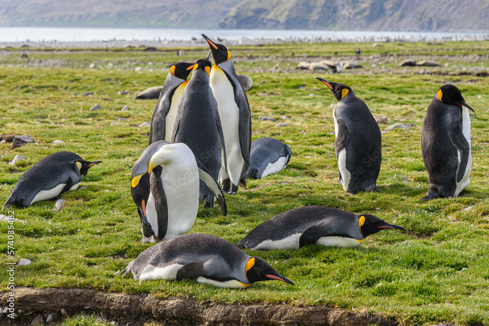 Fototapeta premium Wildlife
