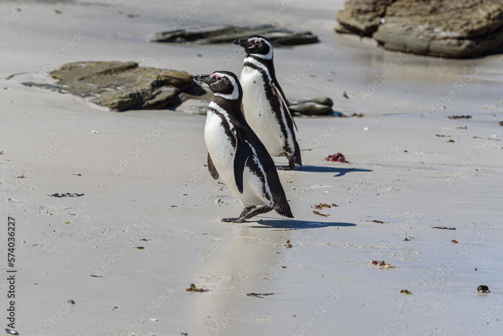 Fototapeta premium Wildlife 