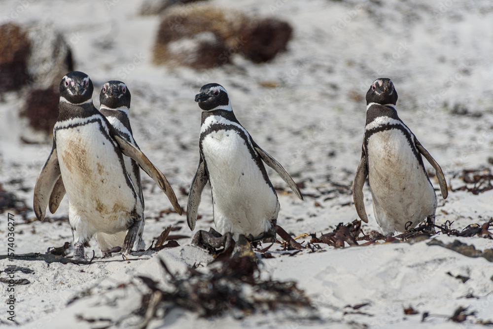 Fototapeta premium Wildlife 