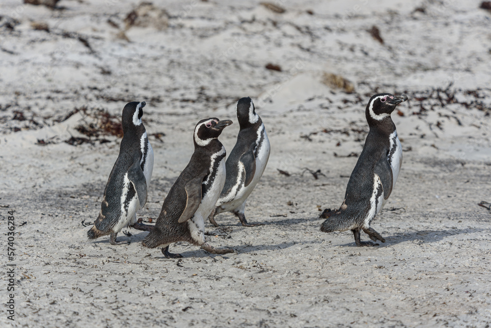 Fototapeta premium Wildlife 