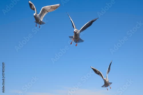 Seagulls flying near the sea, with the blue color of sky in the background