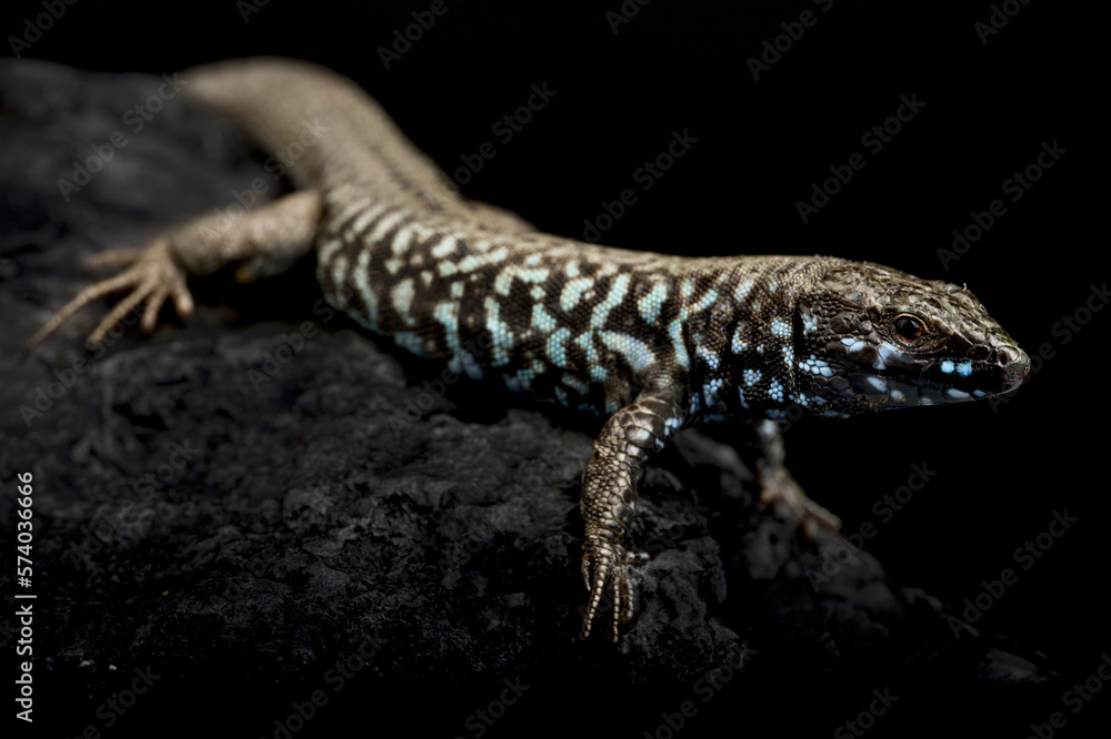 Naklejka premium Milos wall lizard (Podarcis milensis)