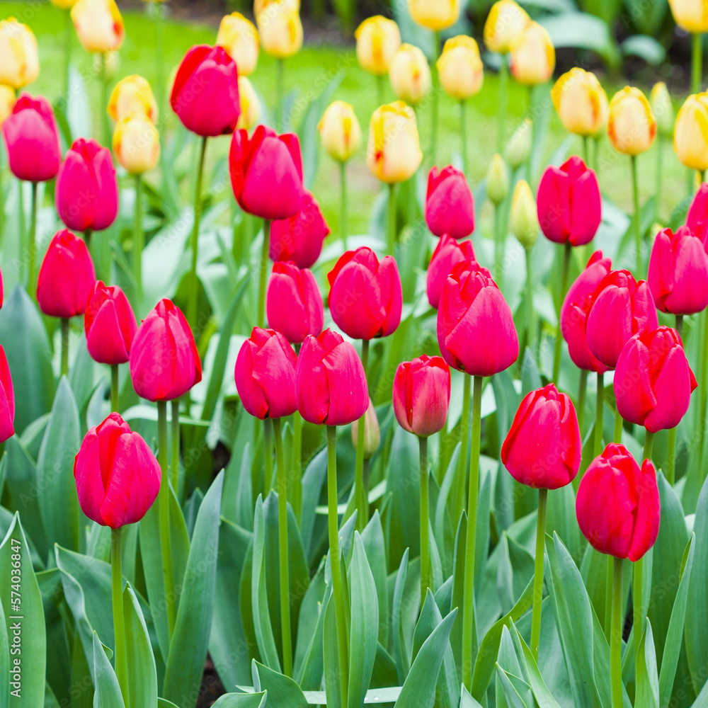Pink red blooming tulips field. Beautiful flowers in a Dutch tulip park Pink red blooming tulips field. Beautiful flowers in a Dutch tulip park