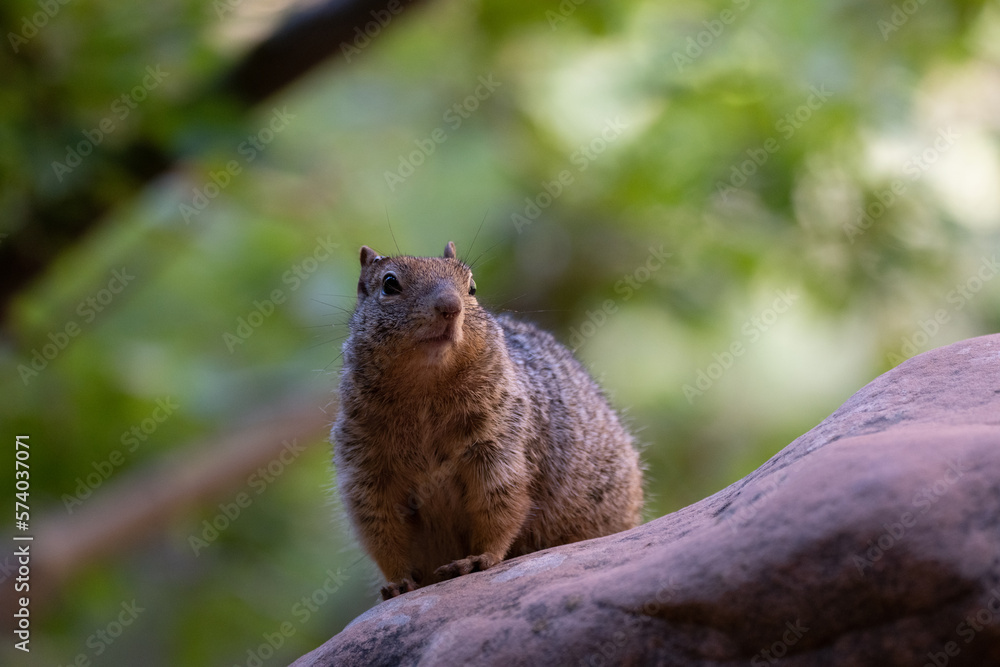 squirrel on a rock at Zion National park