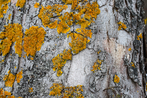Relief texture of tree bark with orange lichen and moss on tree bark. Tree trunk covered with lichen, bark texture close-up