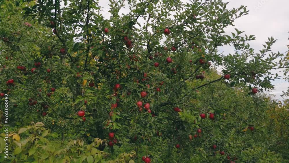 apple tree in the vegetable garden in summer apple tree in the vegetable garden in summer