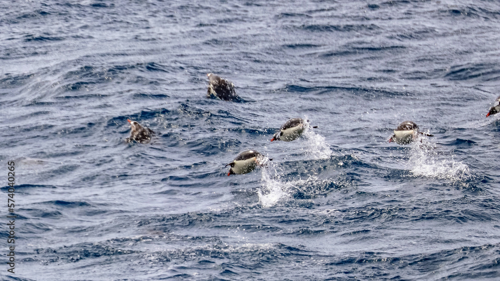 Fototapeta premium Antarctica