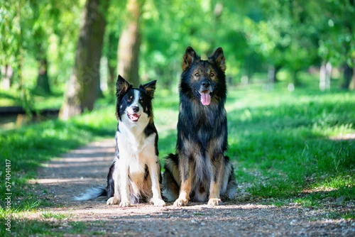 Obraz Owczarek niemiecki. Border collie. Rasowy pies. Szkolenie psów. Inteligentne psy. Portrety psów. Zabawa ze zwierzakiem. Psie sesje zdjęciowe na letniej łące. śmieszne psy. Pupile. 