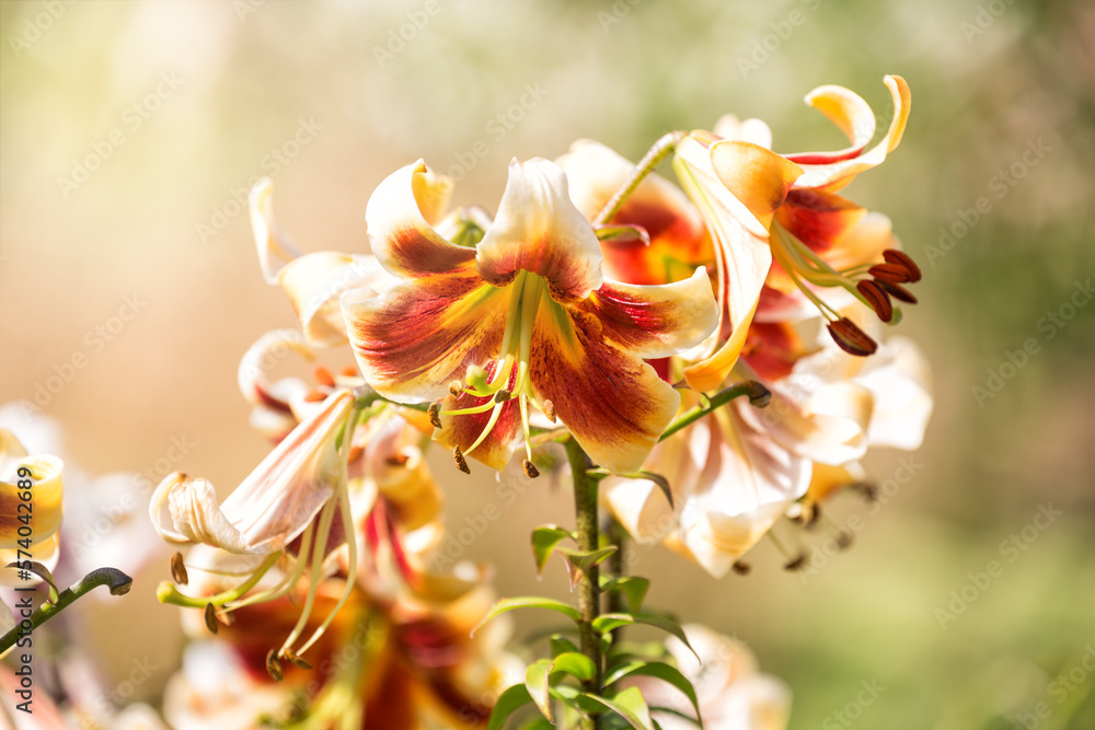 Lily flower in the garden