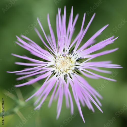 Flora of Gran Canaria - Galactites tomentosa, natural macro floral background photo