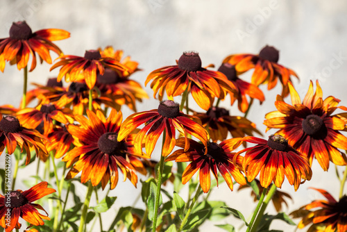 Obraz na płótnie Bright decorative Rudbeckia flowers in the garden w salonie