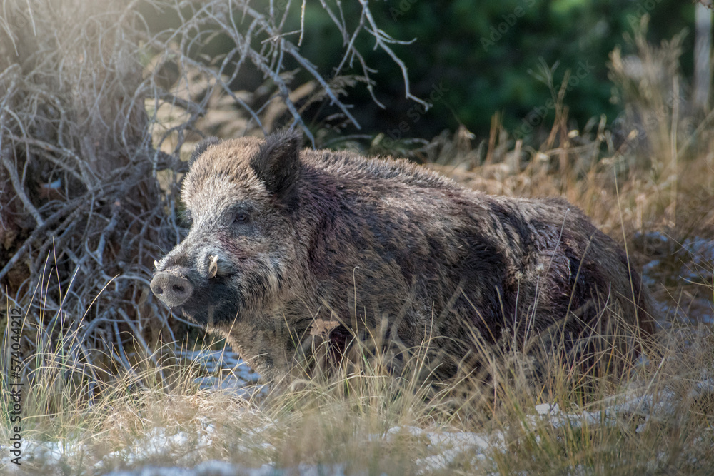 Close up of massive male wild boar (Sus scrofa) standing in an alpine grassland on forest background at sunset, Italian Alps.