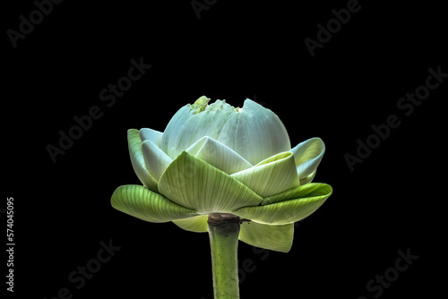 Φωτογραφία Lotus Bud Unfolded To Show Purity Grand Palace Bangkok Thailand