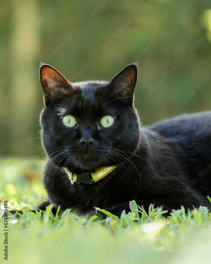 A black cat with yellow eyes lying on the lawn. Animals defend. Cat lover. pet lover.