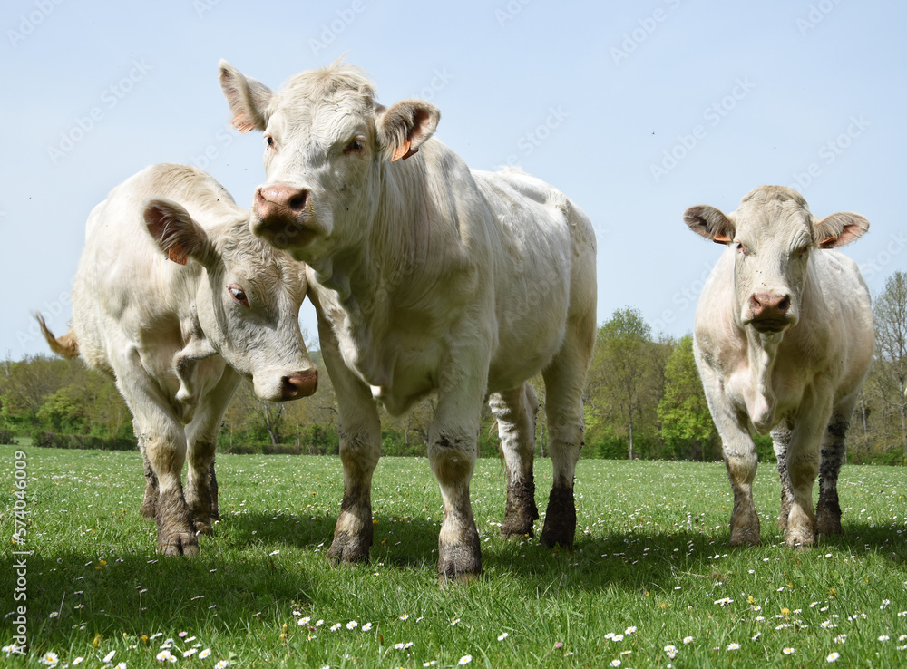 Three Charolais cows in the field in Burgundy (France) Three Charolais cows in the field in Burgundy (France)