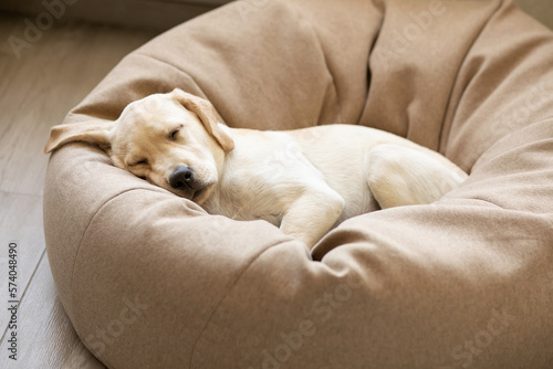 A cute yellow labrador puppy sleeps on a dog bed with one ear dangling.
