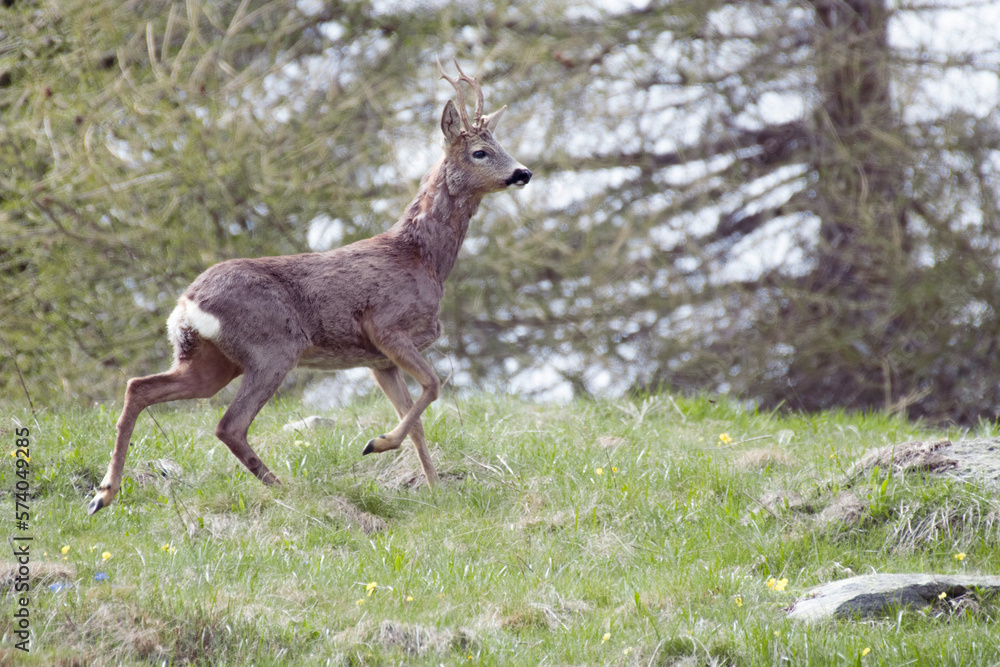European male Roe deer, also said Roe buck (Capreolus capreolus) running in an alpine medow against a forest of larch trees in the background, Alps Mountains, Italy, May.