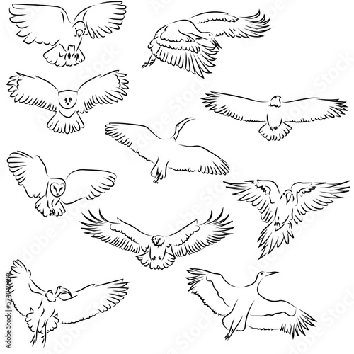 10 Fliegende Vöge Lineart Zeichnungen Vektor Grafik | Flying Birds Drawing Vector Graphic
