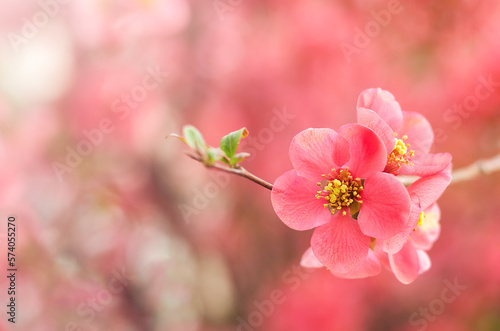 Red quince flowers on a tree branch close-up on a blurred background. Copyspace. Selective focus.