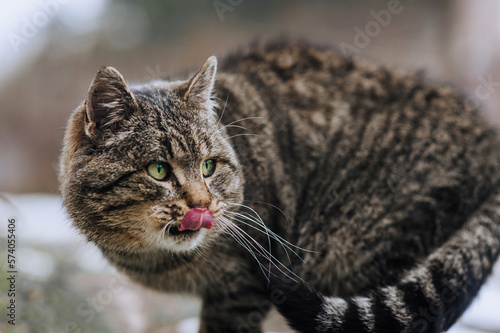 A beautiful striped gray large fluffy lonely homeless thoroughbred well fed cat sits in nature outdoors and licks his lips after eating. Photo of an animal, close-up portrait.