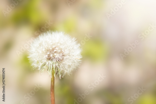 One white dandelion close-up on a blurred background. Selective focus. Copy space.