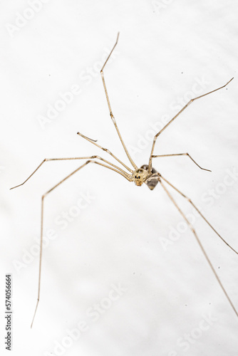 spider on a white background