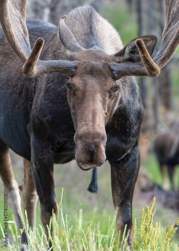 Fototapeta Naklejka Na Ścianę i Meble -  Moose in the Colorado Rocky Mountains