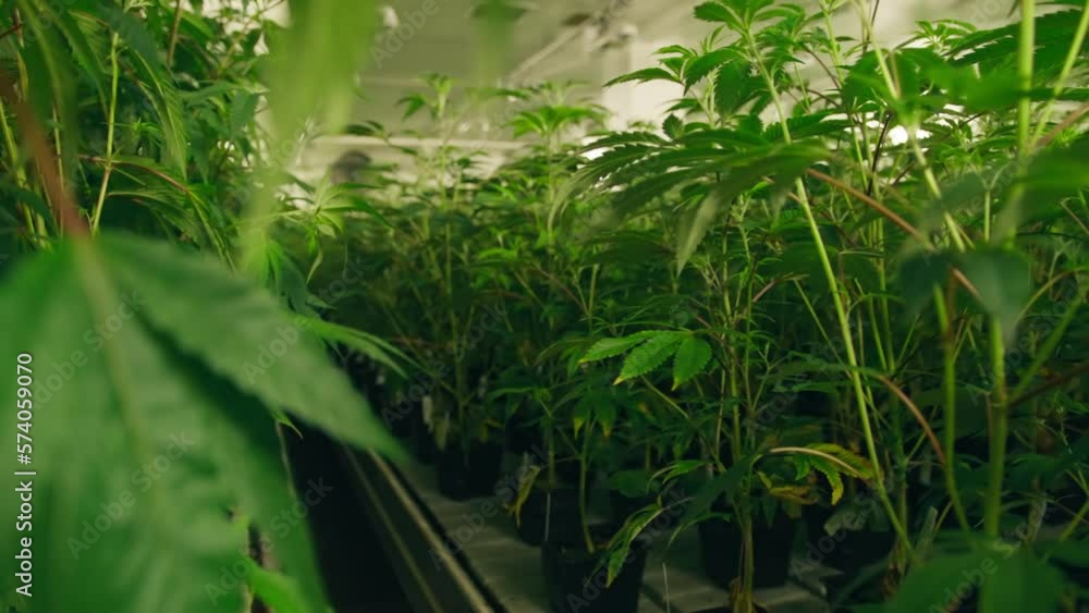 Close-up shot of indoor grown, responsibly cultivated, sustainable marijuana. Cannabis farm's facilities where growing pure extract for medical purposes. High quality 4k footage Close-up shot of indoor grown, responsibly cultivated, sustainable marijuana. Cannabis farm's facilities where growing pure extract for medical purposes. High quality 4k footage