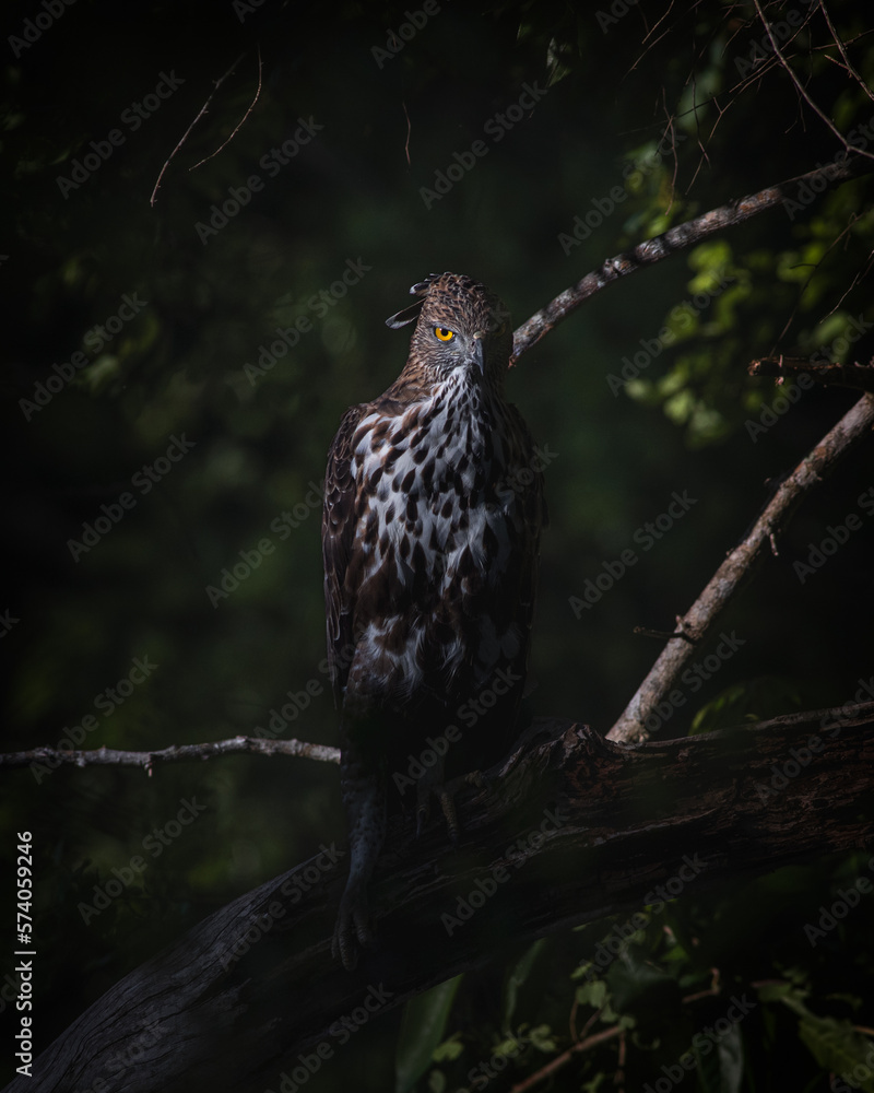 Fototapeta premium CHANGEABLE HAWK EAGLE