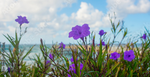 purple flower on the background of the sea and the beach