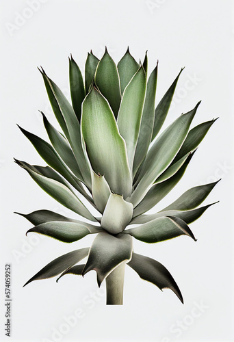 Agave Illustration