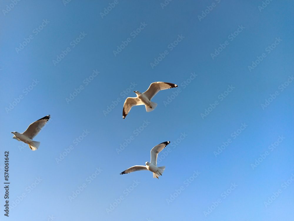 Gaviotas volando en cielo azul