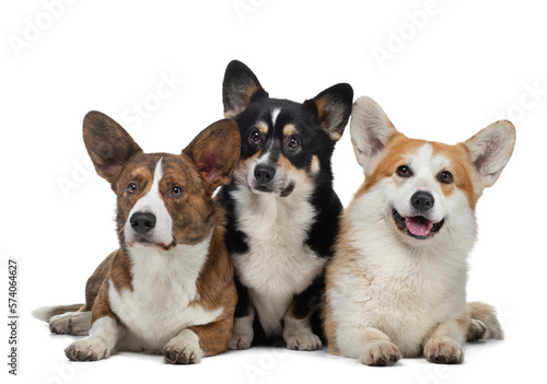 Three dogs of the same breed of different colors on a white background. Welsh corgi pembroke and cardigan. Pet in the studio