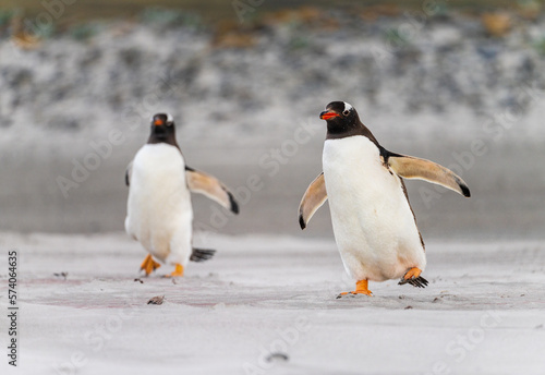 Pair of Gentoo penguins walking on beach to sea at Bluff Cove Falkland Islands