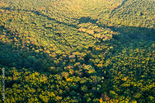 Aerial View of Lush Summer Forest texture