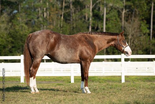 quarter horse paint brood mare
