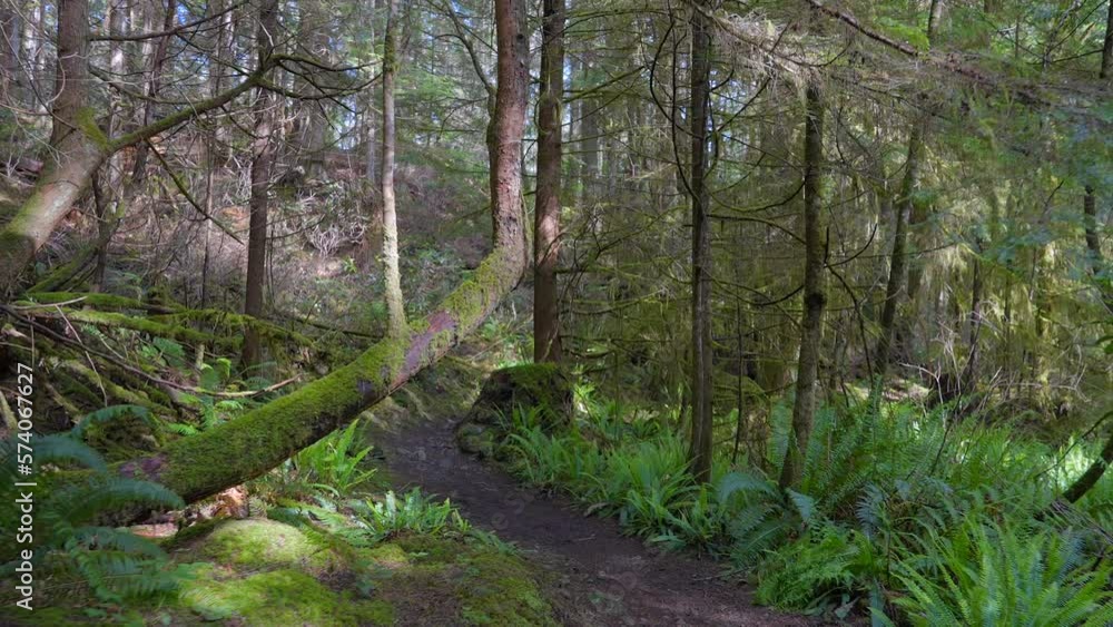 Establishing shot of trail in park in slow motion at summer day in Vancouver, Canada, North America. Day time on September 2022. Moving forward camera. ProRes 422 HQ. Establishing shot of trail in park in slow motion at summer day in Vancouver, Canada, North America. Day time on September 2022. Moving forward camera. ProRes 422 HQ.