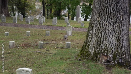 The nine-banded armadillo at Shiloh National Military Cemetery. (Dasypus novemcinctus), also known as the nine-banded long-nosed armadillo or common long-nosed armadillo.