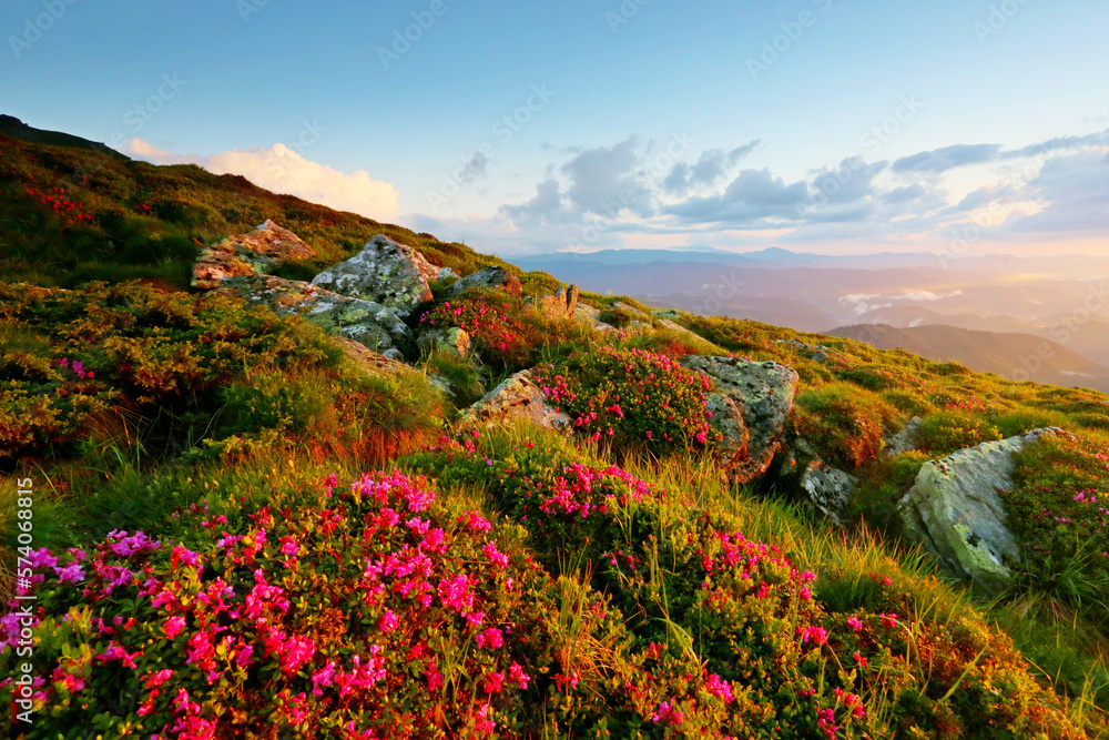 blossoming red flowers in the mountains, amazing panoramic nature scenery	, Carpathian mountains, Ukraine, Europe - exclusive  - this image is sold only on adobe stock