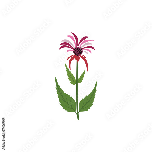 Bee balm, Monarda Illustration of a plant in a vector with flow icon