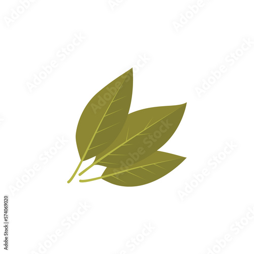 Bay leaf Aromatic leaf of Laurus nobilis Bay laurel 